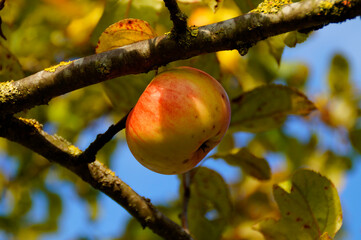 a ripe apple hanging on a branch on a sunny October day