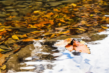 Yellow autumn leaves in the clear water of a mountain river.