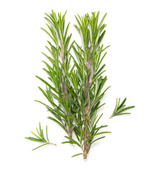 Rosemary fresh herb isolated on white background with a soft shadow. Top view