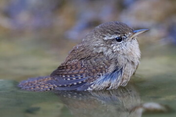 troglodyte mignon prenant un bain