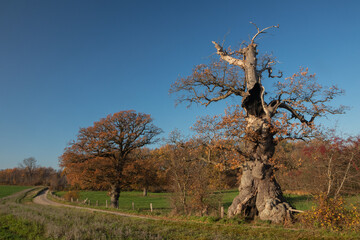 Alte Eiche mit mächtigem Stamm Umfang am Feldweg im Herbst.