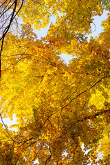 yellow leaf backdrop. autumn nature. sunny tree branch with leaves. seasonal tree.