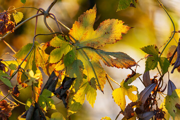 Hop stalks with beautiful colored hop leaves and cones hanging from the branches. In the background beautiful autumn bokeh of warm colors.