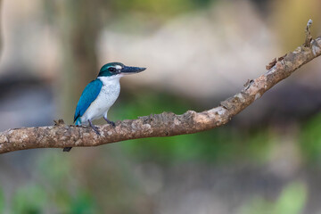 Collared kingfisher (Todiramphus chloris) at Sundarban NP, West Bengal, India