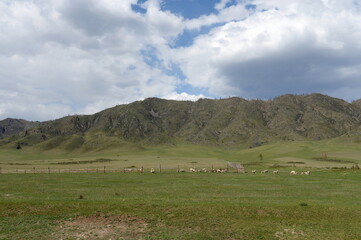 Fototapeta premium Mountain landscape near the Chuisky tract. Altai Republic. Western Siberia. Russia