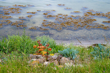 Wasserpflanzen und Uferbewuchs der Schlei in Maasholm