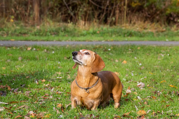 dog dachshund lying on the grass.