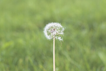 Dandelion in green grass