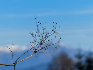 Autumn in the mountains. Rocky Mountains.