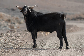 Black big goat with black standing on the road and looking into the camera. Fuerteventura, Canary Islands, Spain.