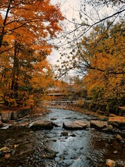 Autumn in the forest
