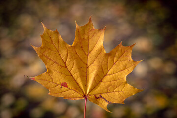 Naklejka na ściany i meble Yellow maple leaf on a blurred background. Autumn maple leaf
