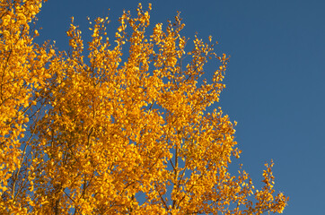 Autumn Trees against a Blue Sky