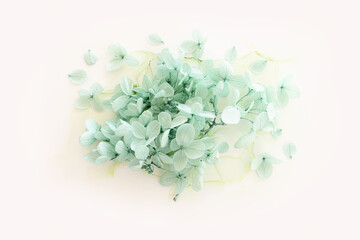Creative image of pastel mint Hydrangea flowers on artistic ink background. Top view with copy space