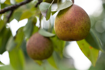 Ripe red pears hanging from branch