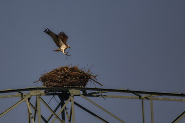  	Fischadler am Nest (Horst) 