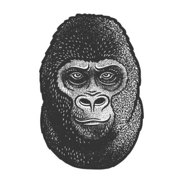 Gorilla head sketch engraving vector illustration. T-shirt apparel print design. Scratch board imitation. Black and white hand drawn image.