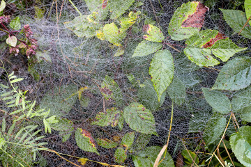 Cobwebs in autumn dew drops, in a nature park, lace of autumn.