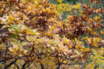 autumn leaves on the tree