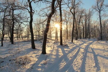 Winter landscape. The sun shines through the trees in winter. New Year's landscape.