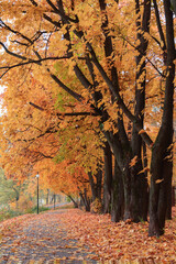 Alley in autumn fall