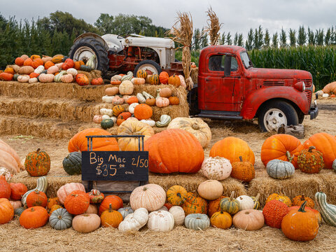 pumpkins and gourds