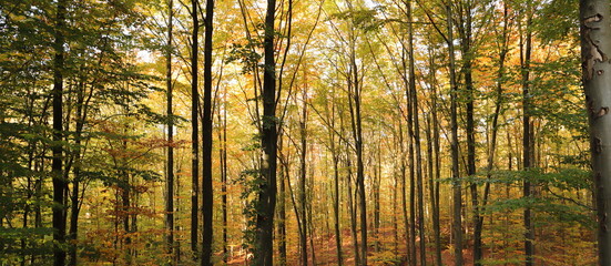 a forest in autumn with colorful leaves on the trees