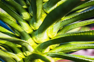 Close up of  aloe cactus
