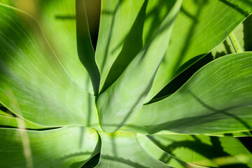 Close up of green Agave cactus