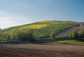 Vineyard and plowed field in the southwest of Bologna: Protected Geographical Indication area of...