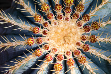 Blooming cactus with flowers and thorns, closeup
