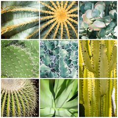 Green cactuses square collage