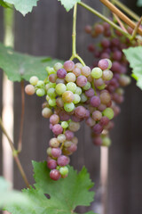 red grapes on vine