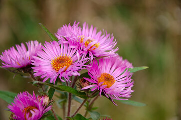 Obraz premium Violet flowers in the sunlight with copy space. Bright purple chrysanthemum bush with buds and green leaves grow in the forest. The concept of growing flowers. Seasonal autumn flowers.