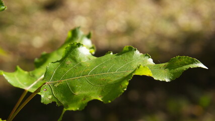 the surface of the green leaf