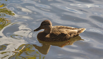 female duck swims on the pond