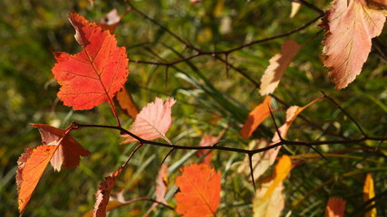 a branch with thorns and red leaves, selective focus