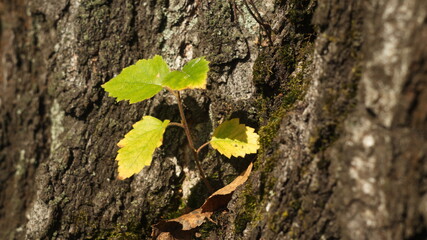 a small birch sprout on a tree trunk
