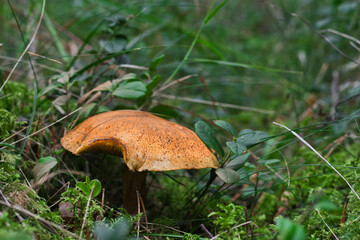 Close-up of Xerocomus mushroom or marsh boletus with a large orange cap, with characteristic specks, among moss and lingonberry greenery with a light blue tint, sunny evening in late August.