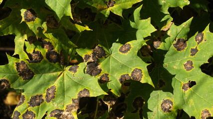 green maple leaves with black spots