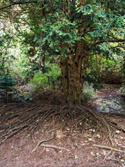 Tree root system