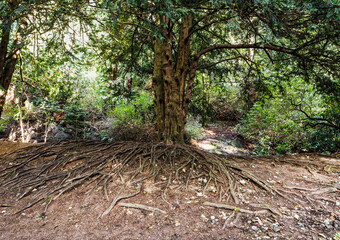 Tree root system