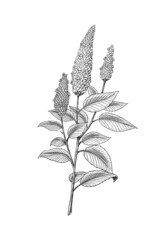 Chia seeds. Plant or herb. Salvia hispanica. Spice or Condiment or flavoring or granule or grain. Engraved hand drawn in old sketch and vintage style.