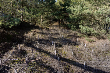 Strengthening sand dunes. Curonian Spit on the Baltic Sea. Sand dune stabilization.