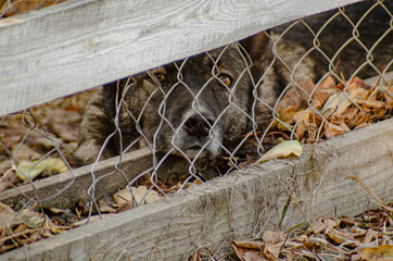sleeping dog in the cage