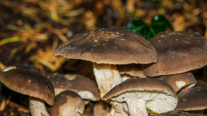 Red flowers on a dark background