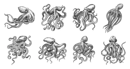 Foto op Plexiglas Sea octopus. Engraved hand drawn in old sketch, vintage creature. Nautical or marine, monster. Animal in the ocean. Template for logos, labels and emblems. © artbalitskiy