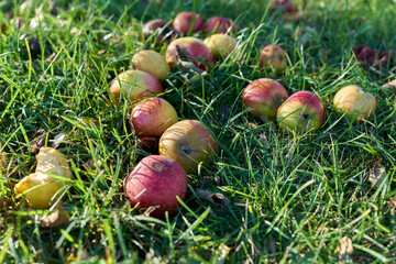 heruntergefallene Äpfel auf einer Streuobstwiese im Herbst im Gras