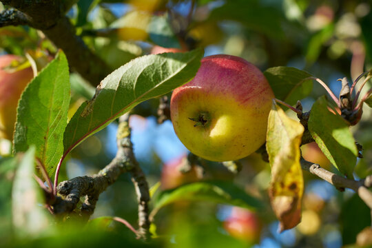 Apfelbaum mit Apfel auf einer Streuobstwiese im Herbst
