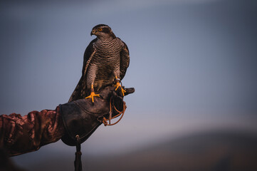 Falconer hand with 
Peregrine falcon (Falco peregrinus). Peregrine falcon sits on glove falconer....
